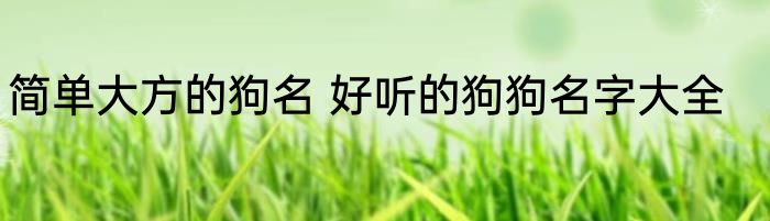 简单大方的狗名 好听的狗狗名字大全