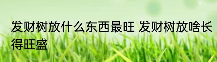 发财树放什么东西最旺 发财树放啥长得旺盛