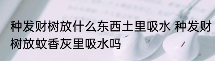 种发财树放什么东西土里吸水 种发财树放蚊香灰里吸水吗