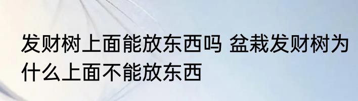 发财树上面能放东西吗 盆栽发财树为什么上面不能放东西