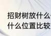 招财树放什么位置最好百科 招财树放什么位置比较好