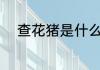查花猪是什么意思 查花猪的意思