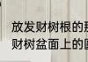 放发财树根的那个圆的是什么东西 发财树盆面上的圆球是什么