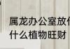 属龙办公室放什么招财 属龙办公室放什么植物旺财