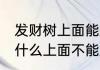 发财树上面能放东西吗 盆栽发财树为什么上面不能放东西