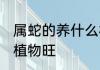 属蛇的养什么植物旺财 属蛇的养哪些植物旺