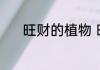 旺财的植物 旺财的植物有什么