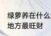绿萝养在什么地方最旺财 绿萝摆什么地方最旺财