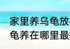家里养乌龟放在什么方位旺财 家里乌龟养在哪里最招财