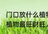 门口放什么植物最旺财旺人 门口放啥植物最旺财旺人
