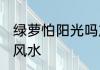 绿萝怕阳光吗放哪里旺财 绿萝的摆放风水