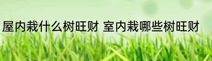 屋内栽什么树旺财 室内栽哪些树旺财