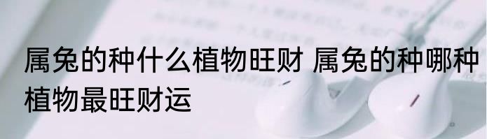 属兔的种什么植物旺财 属兔的种哪种植物最旺财运