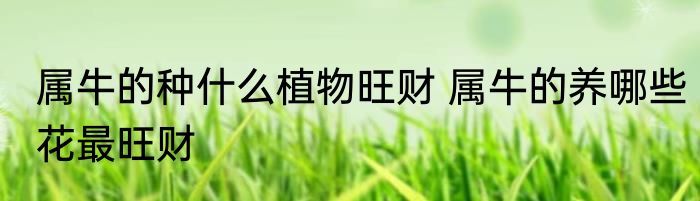 属牛的种什么植物旺财 属牛的养哪些花最旺财