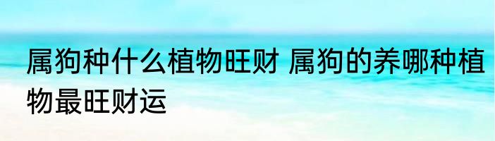 属狗种什么植物旺财 属狗的养哪种植物最旺财运