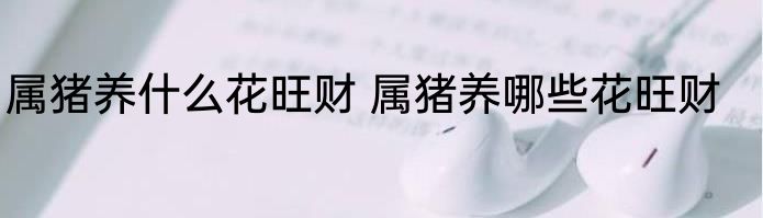 属猪养什么花旺财 属猪养哪些花旺财