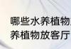 哪些水养植物放客厅比较旺财 什么水养植物放客厅比较旺财