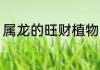 属龙的旺财植物 关于属龙的旺财植物