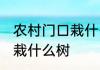 农村门口栽什么树旺财 农村门口旺财栽什么树