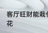 客厅旺财能栽什么花 客厅旺财能栽啥花