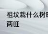 祖坟栽什么树旺财 坟地栽什么树人财两旺