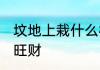坟地上栽什么树旺财 坟地上栽哪些树旺财