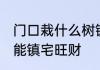 门口栽什么树镇宅旺财 门口栽哪种树能镇宅旺财