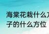 海棠花栽什么方向旺财 海棠树种在房子的什么方位