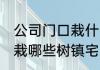 公司门口栽什么树镇宅旺财 公司门口栽哪些树镇宅旺财