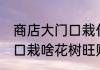 商店大门口栽什么花树旺财 商店大门口栽啥花树旺财
