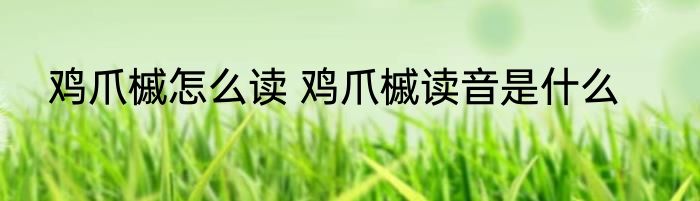 鸡爪槭怎么读 鸡爪槭读音是什么