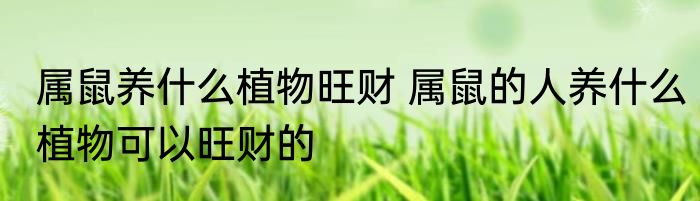 属鼠养什么植物旺财 属鼠的人养什么植物可以旺财的