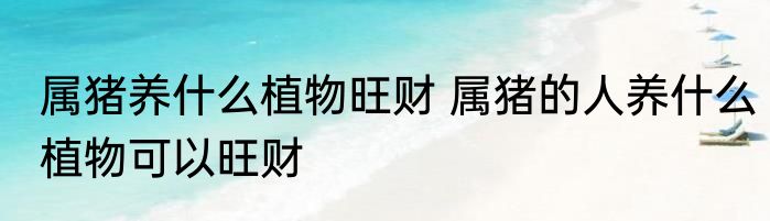 属猪养什么植物旺财 属猪的人养什么植物可以旺财