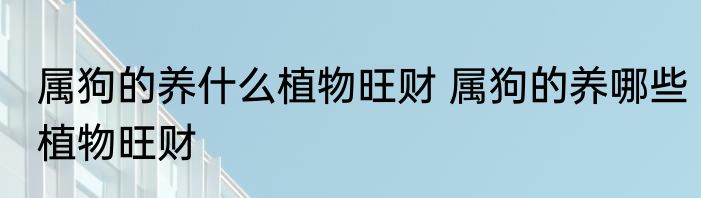属狗的养什么植物旺财 属狗的养哪些植物旺财