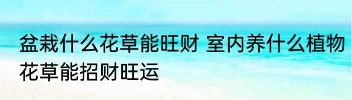 盆栽什么花草能旺财 室内养什么植物花草能招财旺运
