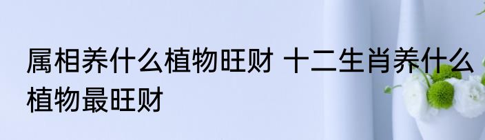 属相养什么植物旺财 十二生肖养什么植物最旺财