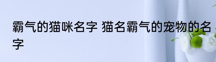 霸气的猫咪名字 猫名霸气的宠物的名字