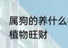 属狗的养什么植物旺财 属狗的养哪些植物旺财