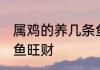 属鸡的养几条鱼旺财 属鸡的养多少条鱼旺财