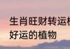 生肖旺财转运植物 能给十二生肖带来好运的植物