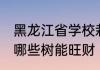 黑龙江省学校栽什么树能旺财 学校栽哪些树能旺财
