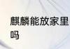 麒麟能放家里吗 麒麟能不能放家里的吗
