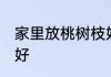 家里放桃树枝好吗 家里放桃树枝好不好