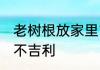 老树根放家里吉利吗 老树根放家里吉不吉利