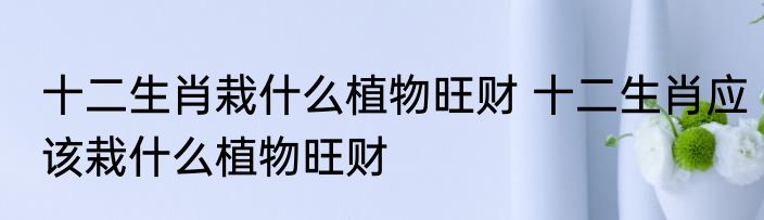 十二生肖栽什么植物旺财 十二生肖应该栽什么植物旺财