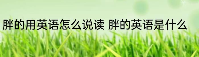 胖的用英语怎么说读 胖的英语是什么