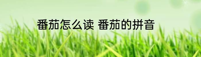 番茄怎么读 番茄的拼音