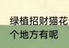 绿植招财猫花哪里有 绿植招财猫花哪个地方有呢
