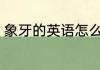 象牙的英语怎么读 如何英语表达象牙
