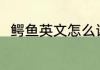 鳄鱼英文怎么读 鳄鱼的英语怎么说